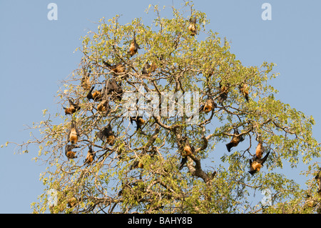 Flying bats Berenty Private reserve Madagascar Africa Stock Photo