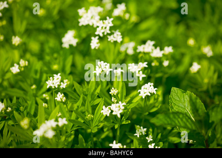 White flowers of the Sweet Woodruff (Galium odoratum) herb in bloom in Spring. Sussex, UK Stock Photo