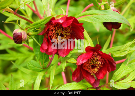 Deep pink Chinese Tree Peony flowers in bloom in Spring Stock Photo