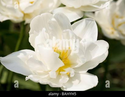 White double Tulip in bloom in Spring in Sussex, UK Stock Photo