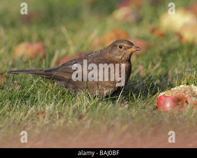 Blackbird, Turdus merula, female feeding on fallen apples Stock Photo