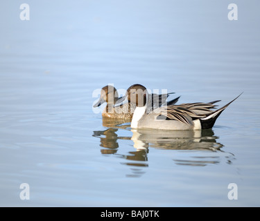 Adult Northern Pintails, Male and Female. Stock Photo