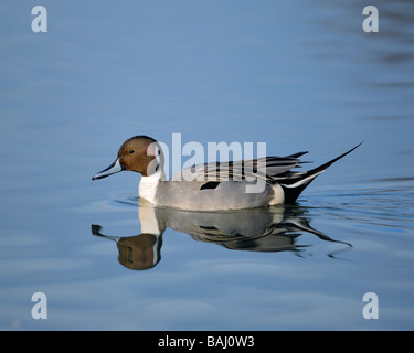 Adult Male Northern Pintail Dabbling in the water. Stock Photo