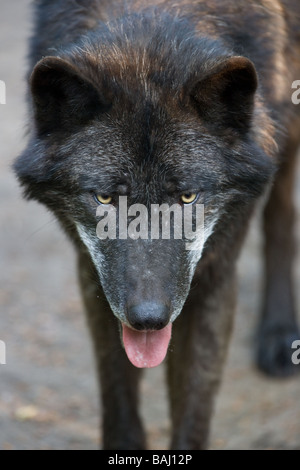 Mackenzie Valley Wolf or Alaskan Timber Wolf Canis lupus occidentalis Stock Photo