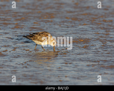 Dunlin, Calidris alpina, single bird feeding on tidal mud Stock Photo