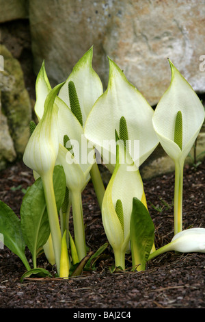 Asian or White Skunk Cabbage or Mizu-basyou, Lysichiton camtschatcense, Araceae, Syn L. japonicus Stock Photo