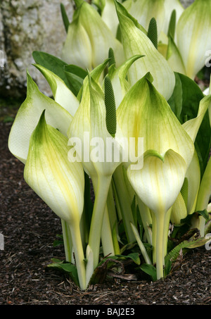 Asian or White Skunk Cabbage or Mizu-basyou, Lysichiton camtschatcense, Araceae, Syn L. japonicus Stock Photo