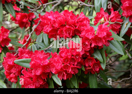 Red Coloured Rhododendron 'Bulstrode Park', Ericaceae Stock Photo