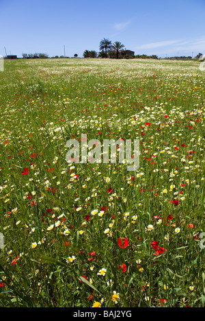 Field of wildflowers Mallorca Spain Stock Photo