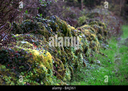 Stone Walls covered in Moss and Vegetation Ireland Stock Photo