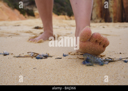 A foot just about to stand on a jelly fish in Australia. Stock Photo