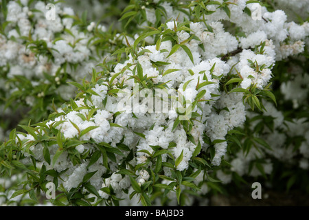 Dwarf Flowering Almond aka Chinese Bush Berry, Prunus glandulosa 'Alba Plena' Rosaceae Stock Photo