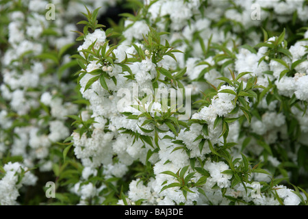Dwarf Flowering Almond aka Chinese Bush Berry, Prunus glandulosa 'Alba Plena' Rosaceae Stock Photo