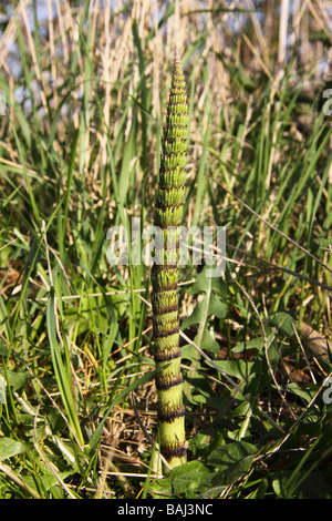 Great Horsetail equisetum telmateia stem before the pine like needle leves have spread out Stock Photo