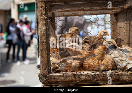 Caged chicks on sale in livestock market Sineu Mallorca Spain Stock Photo