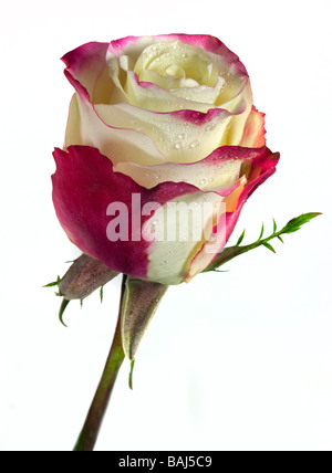 Pink and White Rose Stock Photo
