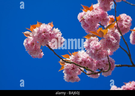 Pink ornamental Cherry tree blossom pure blue sky Springtime Stock Photo