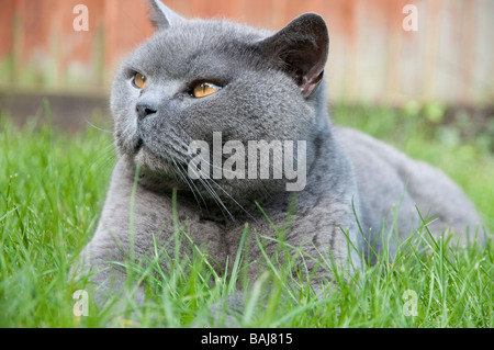 Tubbycats British Shorthairs 2025