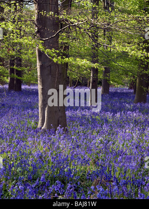 Carpet of English native Bluebells in ancient broadleaf woodland. Stock Photo