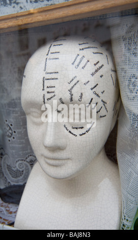 A phrenology head sits in the window of a fortune teller. Stock Photo