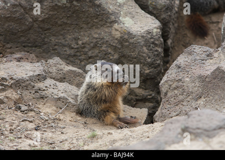 A marmot, or ground squirrel, eating food outside its burrow near the Palouse Falls and the Palouse River Canyon in Washington. Stock Photo