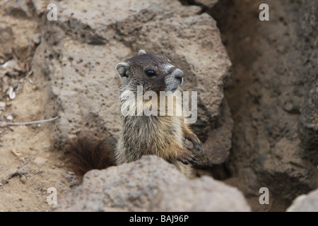 A marmot, or ground squirrel, peers from outside its burrow near the Palouse Falls and the Palouse River Canyon in Washington. Stock Photo