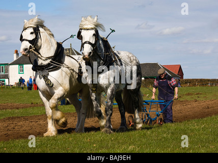 Traditional ploughing with two Clydesdale horses and single bladed metal plough, used in 18th and 19th century Stock Photo