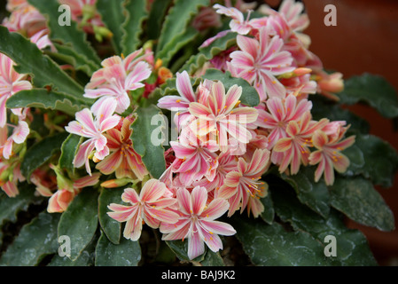 Lewisia cotyledon, Portulacaceae, Oregon and California, USA, North America Stock Photo