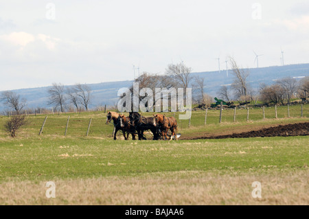 Amish farmer plowing field with team of horses Stock Photo
