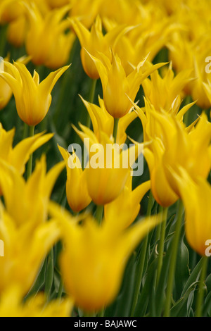 Display of Tulipa West Point flowering in April. Stock Photo