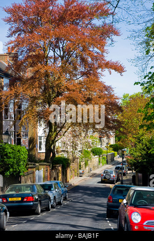 Spring in Hampstead Village , street scene of the leafy Cannon Place where trees cars & terraced houses blend into pretty lane Stock Photo