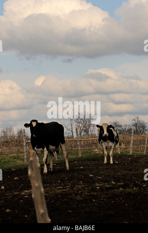 Cows in a field feeding on dairy farm in upper state New York Stock Photo