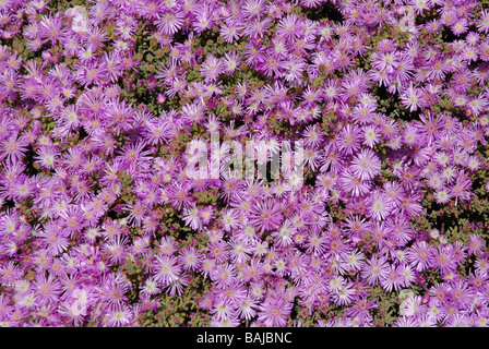 pink Lampranthus (Ice Plant) in flower, Javea /Xabia, Alicante Province, Comunidad Valenciana, Spain Stock Photo