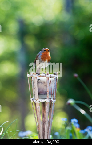 Robin sitting on top of a garden candle Stock Photo