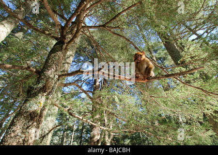 Young Barbary Macaque Macaca sylvanus sitting on trees in the cedar forest Mid Atlas range Azrou Morocco Stock Photo