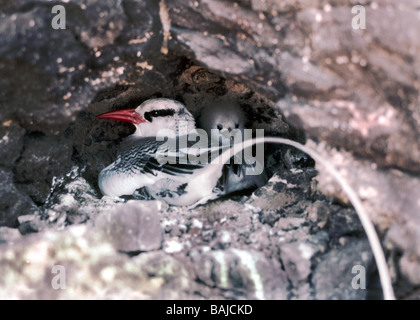 Galapagos Islands. Red-billed Tropicbird 'Phaethon aethereus' on the nest with one chick in the background..