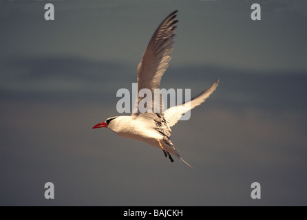Galapagos Islands. Red-billed Tropicbird 'Phaethon aethreus' Adult in flight.