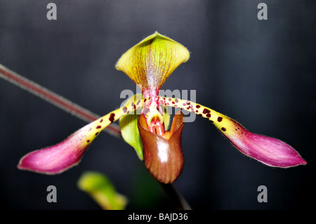 Orchid flower. Lady's slipper Paphiopedilum. Stock Photo