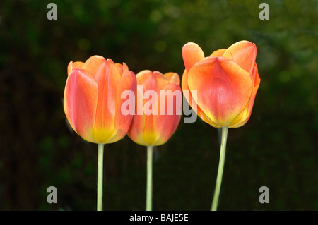 Tulips in a cottage garden in April Stock Photo