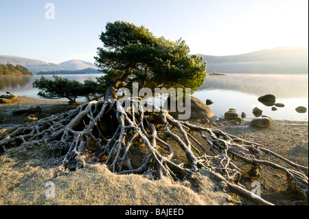 tree on the edge of derwent water with exposed root system on a frosty winter's morning Stock Photo