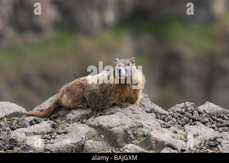 A marmot, or ground squirrel, seen outside its burrow near the Palouse Falls and the Palouse River Canyon in Washington. Stock Photo