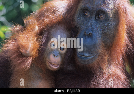Orangutan embracing young, close-up Stock Photo