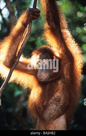 Orangutan hanging in trees Stock Photo