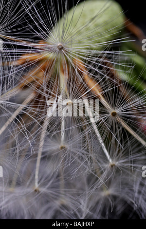 dandelion with seeds ready for dispersal Stock Photo