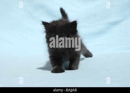 A Long Haired Black Kitten Stock Photo 282943339 Alamy