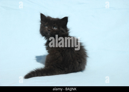 black, long-haired, kitten Stock Photo