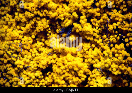 Mimosa carnival float Mandelieu La Napaule French Riviera France Stock Photo