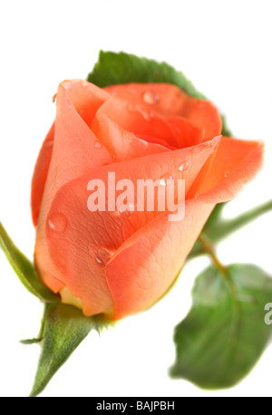 Pink Rose with drops of dew isolated on white Stock Photo