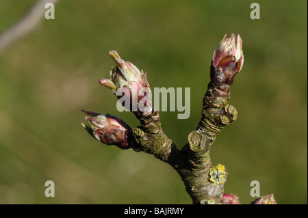 Opening leaf buds on an apple branch in spring Stock Photo