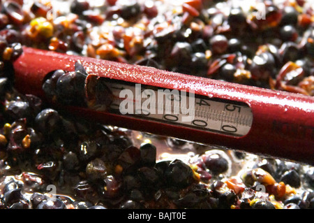 pinot noir fermenting must and grapes with thermometer dom gachot-monot nuits-st-georges cote de nuits burgundy france Stock Photo